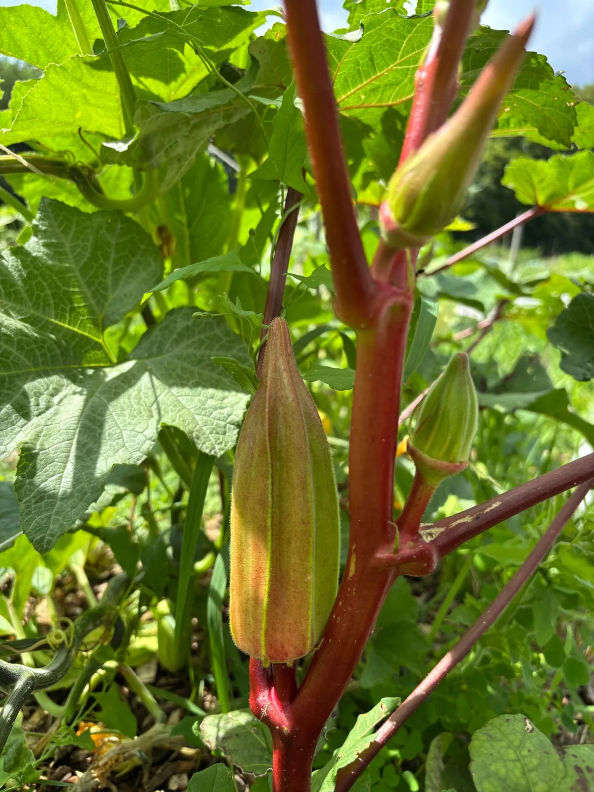 Burgundy okra pods ripening on a red-stemmed plant in Valencia's sunlit garden